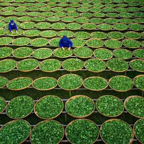 Blog - How To Store Fuding White Tea Scientifically